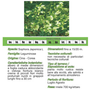 Robinia del Giappone (30 pz)