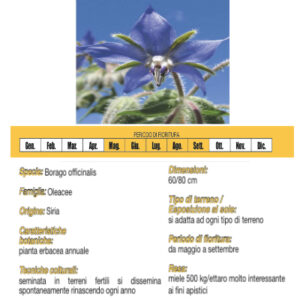 Seme di Borragine - 1,5 g