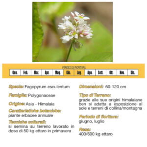 Grano saraceno - 1 Kg